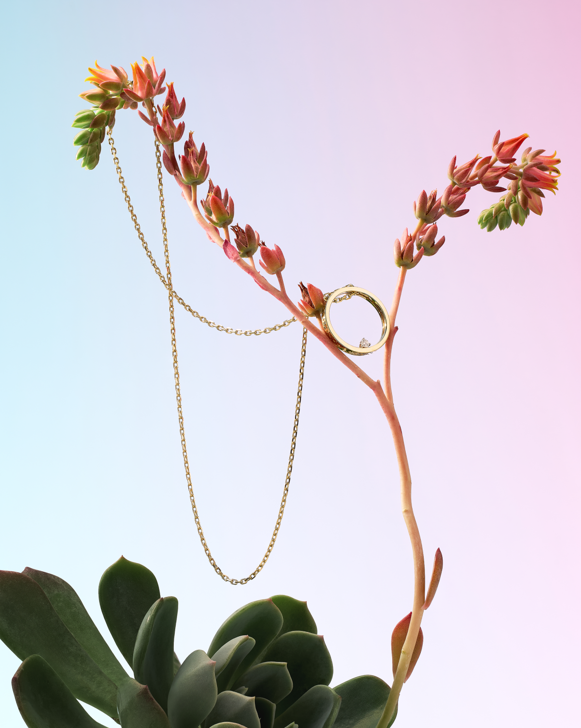Gold circle pendant necklace draped over a flowering succulent.